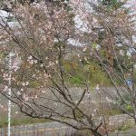 桜咲く？