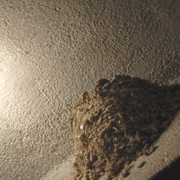 長野県 つばめが巣を作りました