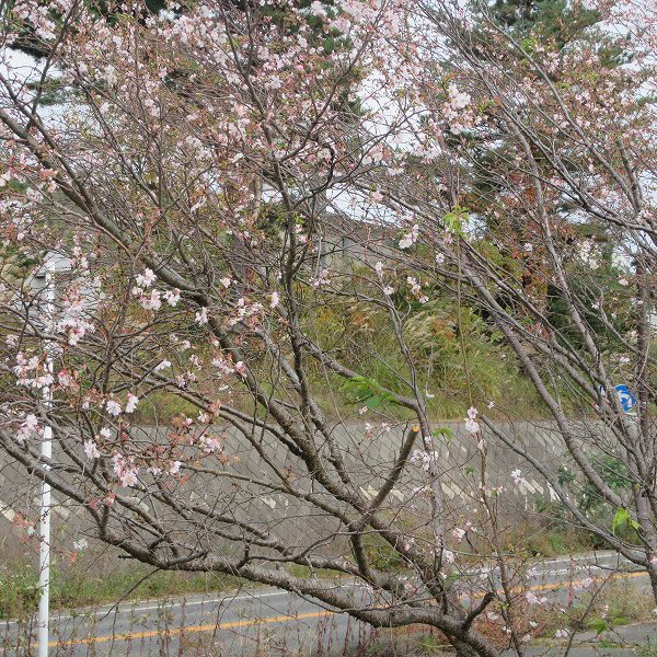 長野県 桜咲く？