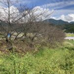 桜並木の様子