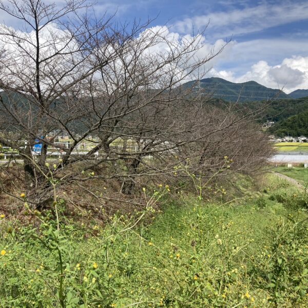 桜並木の様子